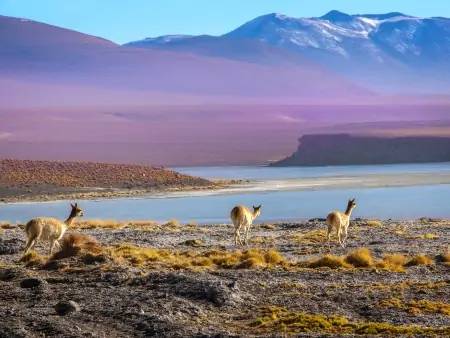 Route de l’Altiplano de Puno à Cusco